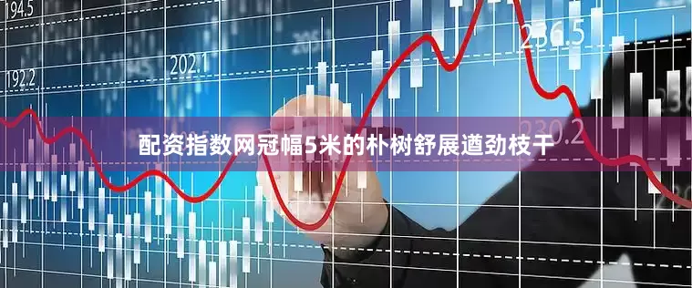 配资指数网冠幅5米的朴树舒展遒劲枝干